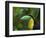 Keel-billed Toucan on Tree Branch, Panama-Keren Su-Framed Photographic Print