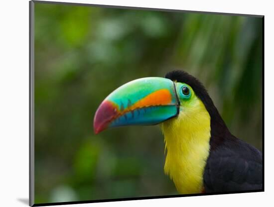 Keel-billed Toucan on Tree Branch, Panama-Keren Su-Mounted Photographic Print