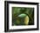 Keel-billed Toucan on Tree Branch, Panama-Keren Su-Framed Photographic Print