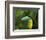 Keel-billed Toucan on Tree Branch, Panama-Keren Su-Framed Photographic Print