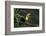 Keel-billed toucan perched on branch, Alajuela, Costa Rica-Paul Hobson-Framed Photographic Print