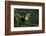 Keel-billed toucan perched on branch, Alajuela, Costa Rica-Paul Hobson-Framed Photographic Print