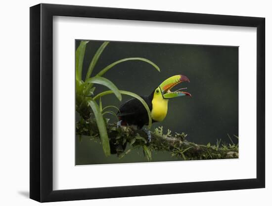 Keel-billed toucan perched on branch, Alajuela, Costa Rica-Paul Hobson-Framed Photographic Print