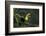 Keel-billed toucan perched on branch, Alajuela, Costa Rica-Paul Hobson-Framed Photographic Print