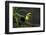 Keel-billed toucan perched on branch, Alajuela, Costa Rica-Paul Hobson-Framed Photographic Print