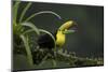Keel-billed toucan perched on branch, Alajuela, Costa Rica-Paul Hobson-Mounted Photographic Print