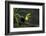 Keel-billed toucan perched on branch, Alajuela, Costa Rica-Paul Hobson-Framed Photographic Print