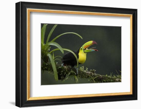 Keel-billed toucan perched on branch, Alajuela, Costa Rica-Paul Hobson-Framed Photographic Print