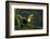 Keel-billed toucan perched on branch, Alajuela, Costa Rica-Paul Hobson-Framed Photographic Print