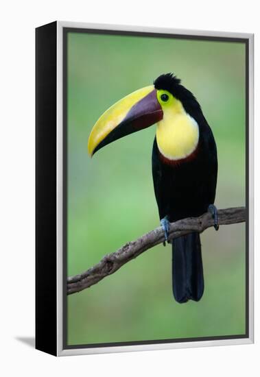 Keel-Billed Toucan (Ramphastos Sulfuratus), Sarapiqui, Costa Rica-null-Framed Stretched Canvas