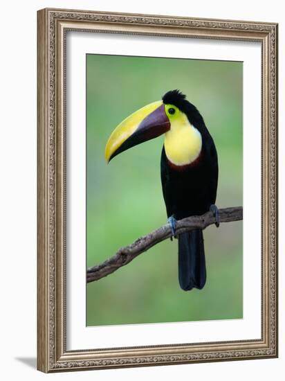 Keel-Billed Toucan (Ramphastos Sulfuratus), Sarapiqui, Costa Rica-null-Framed Photographic Print