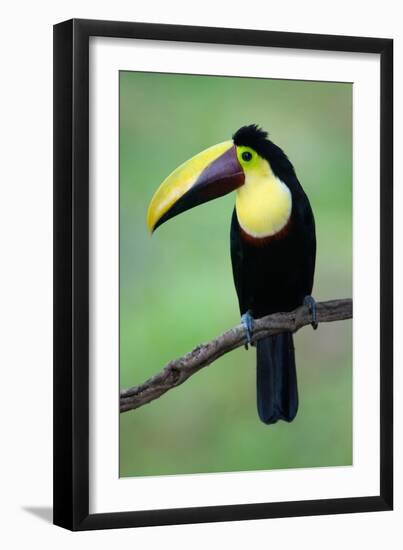 Keel-Billed Toucan (Ramphastos Sulfuratus), Sarapiqui, Costa Rica-null-Framed Photographic Print