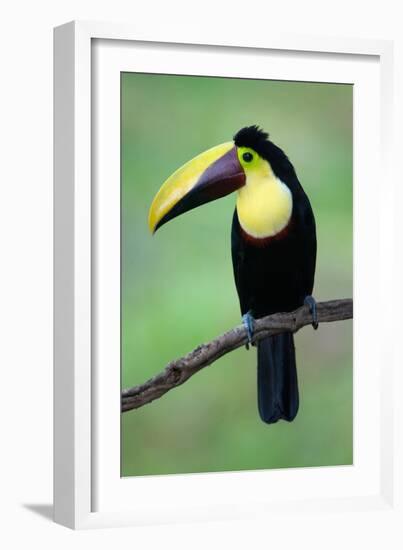 Keel-Billed Toucan (Ramphastos Sulfuratus), Sarapiqui, Costa Rica-null-Framed Photographic Print