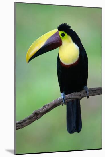 Keel-Billed Toucan (Ramphastos Sulfuratus), Sarapiqui, Costa Rica-null-Mounted Photographic Print