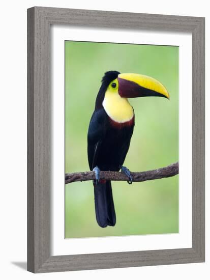 Keel-Billed Toucan (Ramphastos Sulfuratus), Sarapiqui, Costa Rica-null-Framed Photographic Print