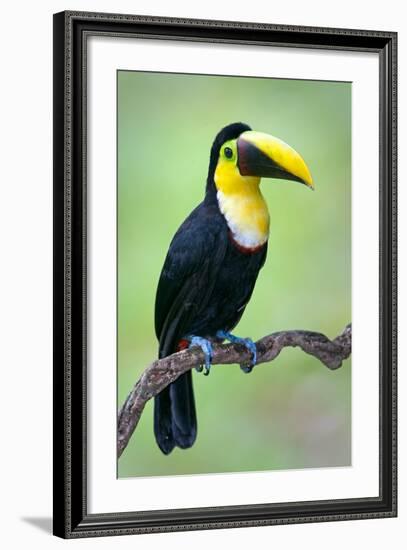 Keel-Billed toucan (Ramphastos sulfuratus), Sarapiqui, Costa Rica-null-Framed Photographic Print