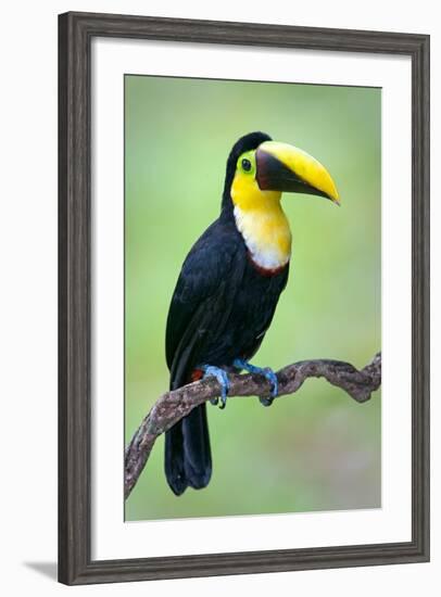 Keel-Billed toucan (Ramphastos sulfuratus), Sarapiqui, Costa Rica-null-Framed Photographic Print