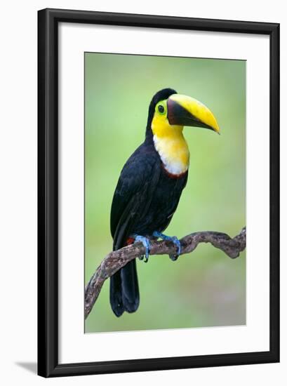 Keel-Billed toucan (Ramphastos sulfuratus), Sarapiqui, Costa Rica-null-Framed Photographic Print