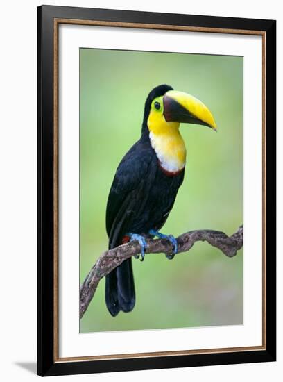 Keel-Billed toucan (Ramphastos sulfuratus), Sarapiqui, Costa Rica-null-Framed Photographic Print