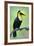 Keel-Billed toucan (Ramphastos sulfuratus), Sarapiqui, Costa Rica-null-Framed Photographic Print