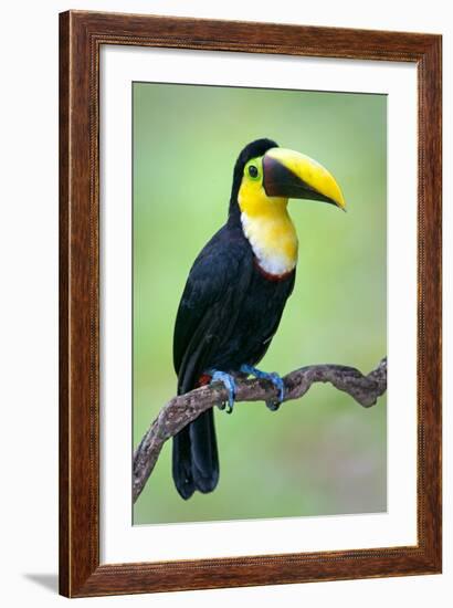 Keel-Billed toucan (Ramphastos sulfuratus), Sarapiqui, Costa Rica-null-Framed Photographic Print