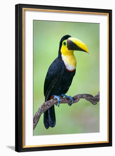 Keel-Billed toucan (Ramphastos sulfuratus), Sarapiqui, Costa Rica-null-Framed Photographic Print