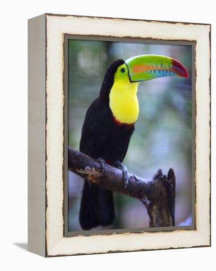 Keel-Billed Toucan (Ramphastos Sulfuratus), Summit Botanical Gardens and Zoo, Panama City, Panama-Christian Kober-Framed Premier Image Canvas