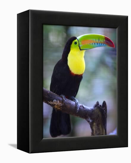 Keel-Billed Toucan (Ramphastos Sulfuratus), Summit Botanical Gardens and Zoo, Panama City, Panama-Christian Kober-Framed Premier Image Canvas