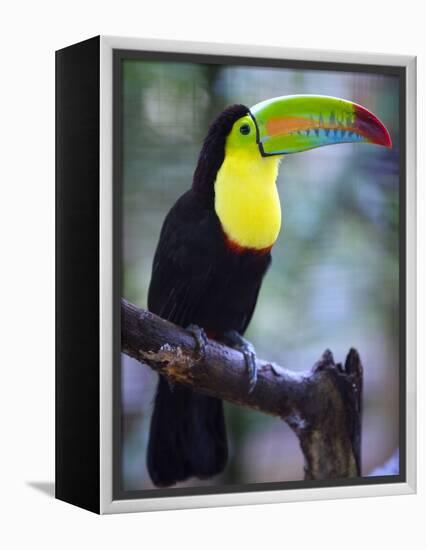 Keel-Billed Toucan (Ramphastos Sulfuratus), Summit Botanical Gardens and Zoo, Panama City, Panama-Christian Kober-Framed Premier Image Canvas