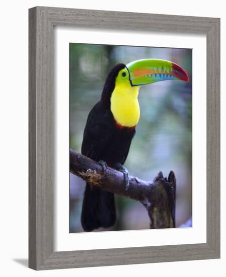 Keel-Billed Toucan (Ramphastos Sulfuratus), Summit Botanical Gardens and Zoo, Panama City, Panama-Christian Kober-Framed Photographic Print