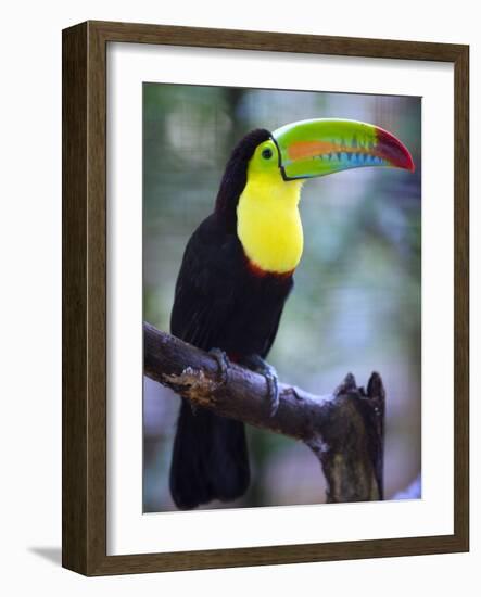 Keel-Billed Toucan (Ramphastos Sulfuratus), Summit Botanical Gardens and Zoo, Panama City, Panama-Christian Kober-Framed Photographic Print