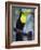 Keel-Billed Toucan (Ramphastos Sulfuratus), Summit Botanical Gardens and Zoo, Panama City, Panama-Christian Kober-Framed Photographic Print