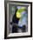 Keel-Billed Toucan (Ramphastos Sulfuratus), Summit Botanical Gardens and Zoo, Panama City, Panama-Christian Kober-Framed Photographic Print
