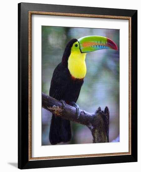 Keel-Billed Toucan (Ramphastos Sulfuratus), Summit Botanical Gardens and Zoo, Panama City, Panama-Christian Kober-Framed Photographic Print