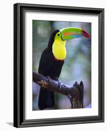 Keel-Billed Toucan (Ramphastos Sulfuratus), Summit Botanical Gardens and Zoo, Panama City, Panama-Christian Kober-Framed Photographic Print