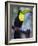 Keel-Billed Toucan (Ramphastos Sulfuratus), Summit Botanical Gardens and Zoo, Panama City, Panama-Christian Kober-Framed Photographic Print