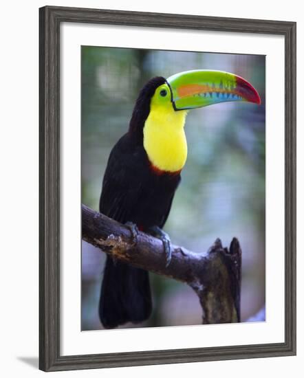 Keel-Billed Toucan (Ramphastos Sulfuratus), Summit Botanical Gardens and Zoo, Panama City, Panama-Christian Kober-Framed Photographic Print