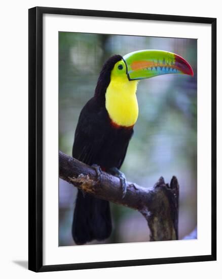 Keel-Billed Toucan (Ramphastos Sulfuratus), Summit Botanical Gardens and Zoo, Panama City, Panama-Christian Kober-Framed Photographic Print