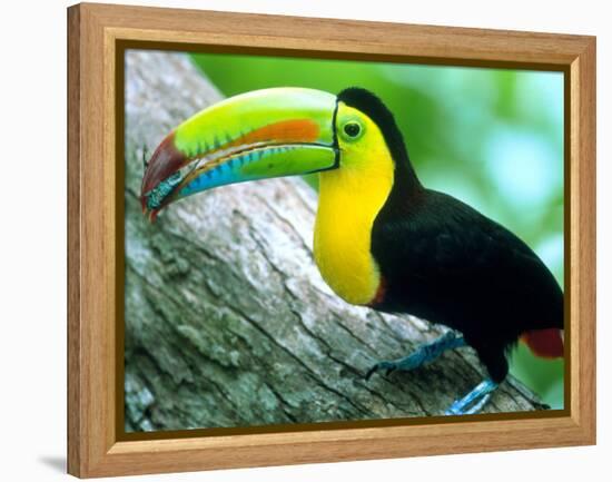 Keel Billed Toucan with a Cicada, Borro Colorado Island, Panama-Christian Ziegler-Framed Premier Image Canvas