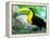 Keel Billed Toucan with a Cicada, Borro Colorado Island, Panama-Christian Ziegler-Framed Premier Image Canvas