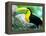 Keel Billed Toucan with a Cicada, Borro Colorado Island, Panama-Christian Ziegler-Framed Premier Image Canvas