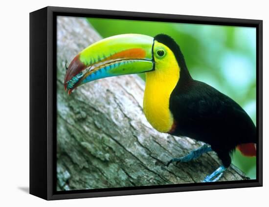 Keel Billed Toucan with a Cicada, Borro Colorado Island, Panama-Christian Ziegler-Framed Premier Image Canvas