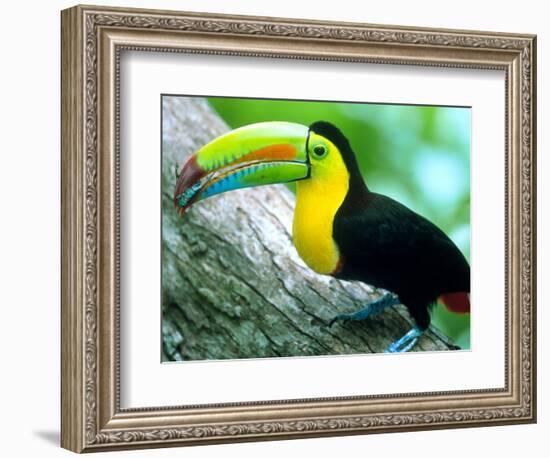 Keel Billed Toucan with a Cicada, Borro Colorado Island, Panama-Christian Ziegler-Framed Photographic Print