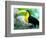 Keel Billed Toucan with a Cicada, Borro Colorado Island, Panama-Christian Ziegler-Framed Photographic Print