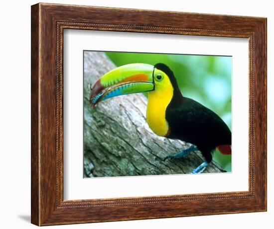 Keel Billed Toucan with a Cicada, Borro Colorado Island, Panama-Christian Ziegler-Framed Photographic Print