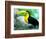 Keel Billed Toucan with a Cicada, Borro Colorado Island, Panama-Christian Ziegler-Framed Photographic Print