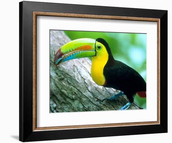 Keel Billed Toucan with a Cicada, Borro Colorado Island, Panama-Christian Ziegler-Framed Photographic Print