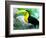 Keel Billed Toucan with a Cicada, Borro Colorado Island, Panama-Christian Ziegler-Framed Photographic Print