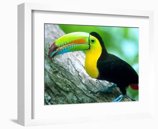 Keel Billed Toucan with a Cicada, Borro Colorado Island, Panama-Christian Ziegler-Framed Photographic Print