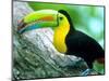 Keel Billed Toucan with a Cicada, Borro Colorado Island, Panama-Christian Ziegler-Mounted Photographic Print